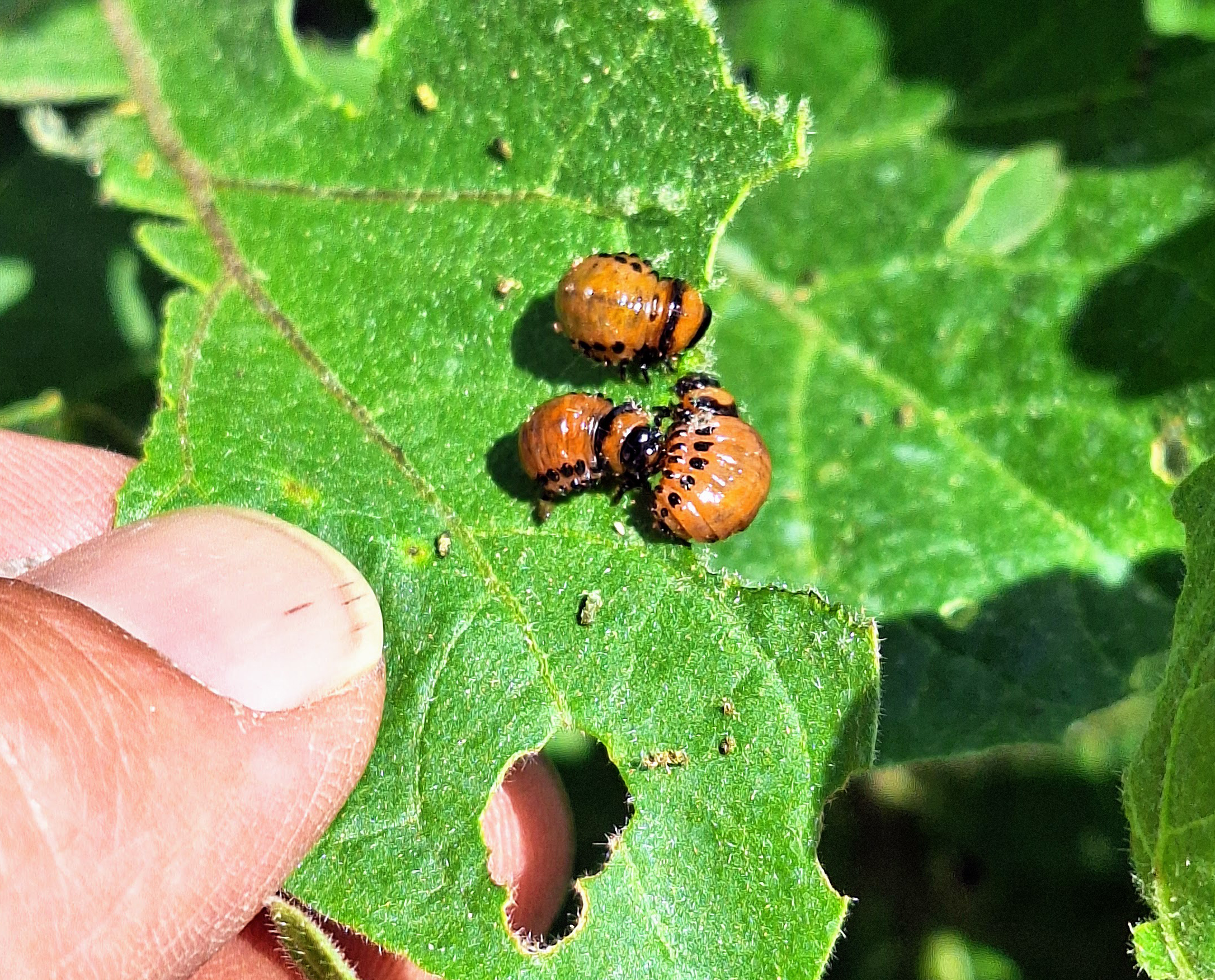 Closeup of three brown larvae on an eggplant leaf.